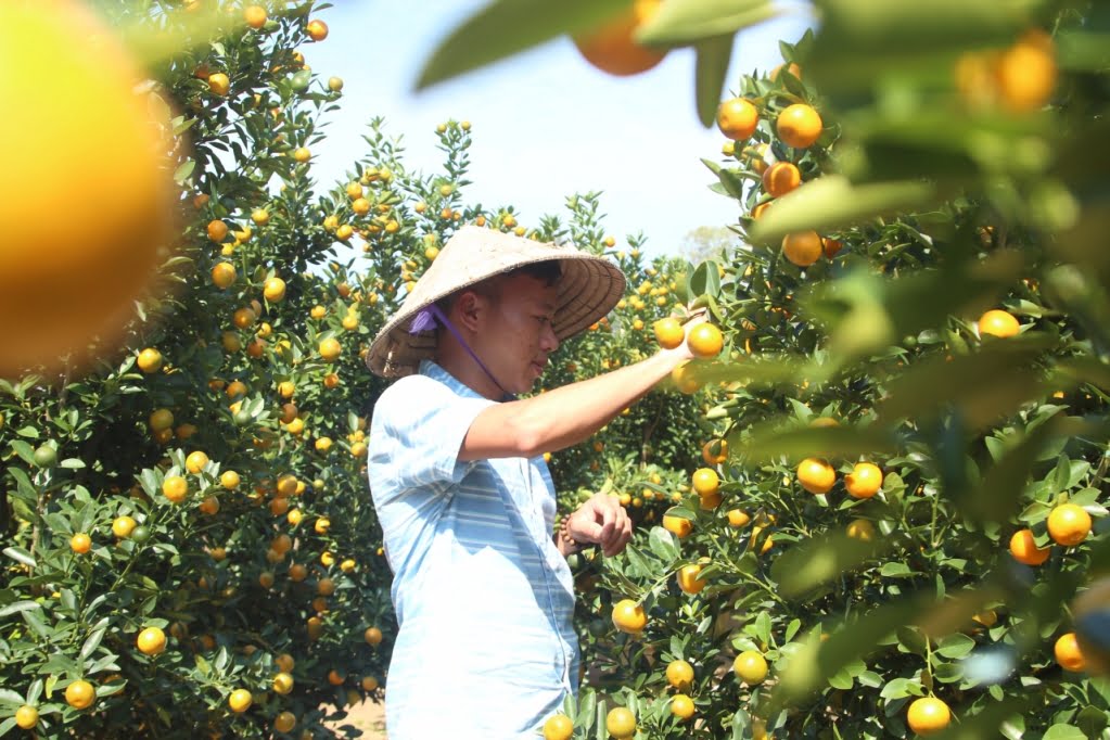 cách chăm sóc cây quất cảnh ra quả